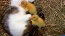 A cat raises ducklings     #cat #ducklings