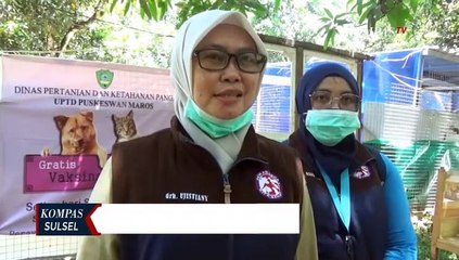 Antisipasi Penyakit Rabies Puluhan Anjing Tak Bertuan Diberi Vaksin