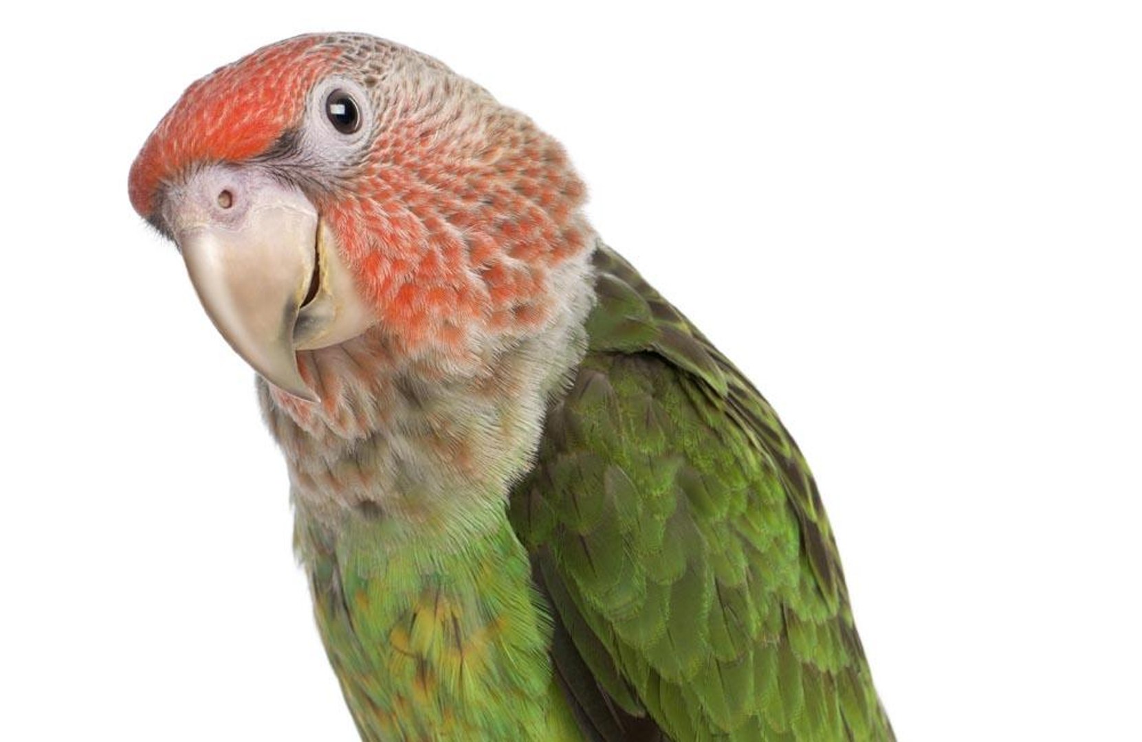 ⁣Parrots removed from zoo for swearing