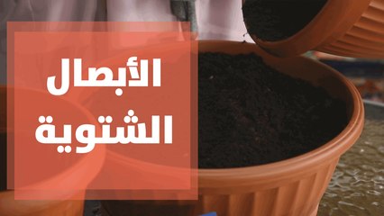 الأبصال الشتوية ما لها وما عليها