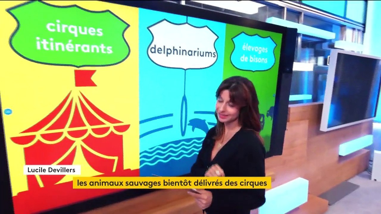 Bien-être animal : coup dur pour les cirques et les delphinariums