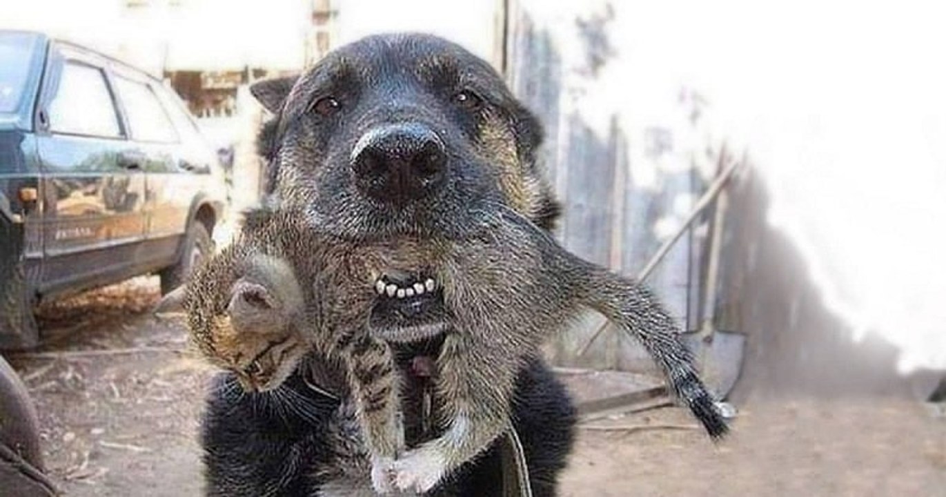Un chien retourne dans une maison en feu pour sauver son meilleur ami, un chaton, piégé par les flammes