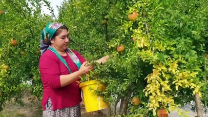 Çukurovalı kadınların zorlu nar ekşisi mesaisi - OSMANİYE
