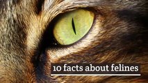 10 facts about felines