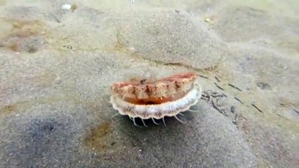 Une coquille Saint Jacques prend la fuite... trop drôle