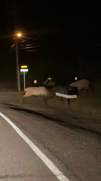 Two Aggressive Elk Tangle Antlers