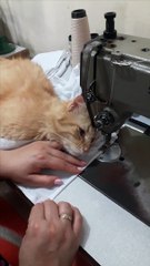 Kitty Loves the Sewing Machine