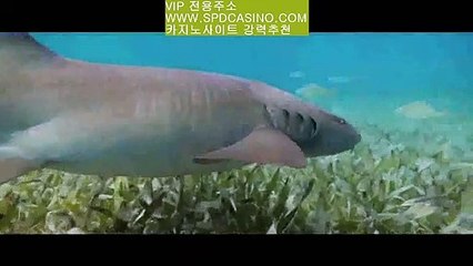 필리핀카지노｜spdcasino.com스피드카지노♬www.spdcasino.com♨정통카지노베스트카지노로얄카지노실시간바카라다모아카지노온라인토토필리핀카지노｜spdcasino.com