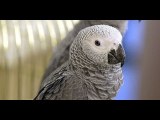 Parrots were removed from a UK safari park after teaching each other to... | Moon TV news