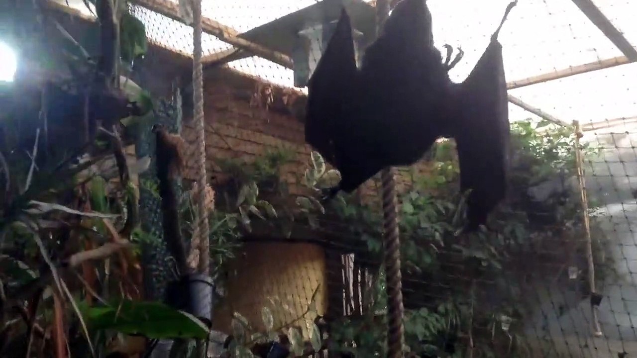 bats jersey zoo
