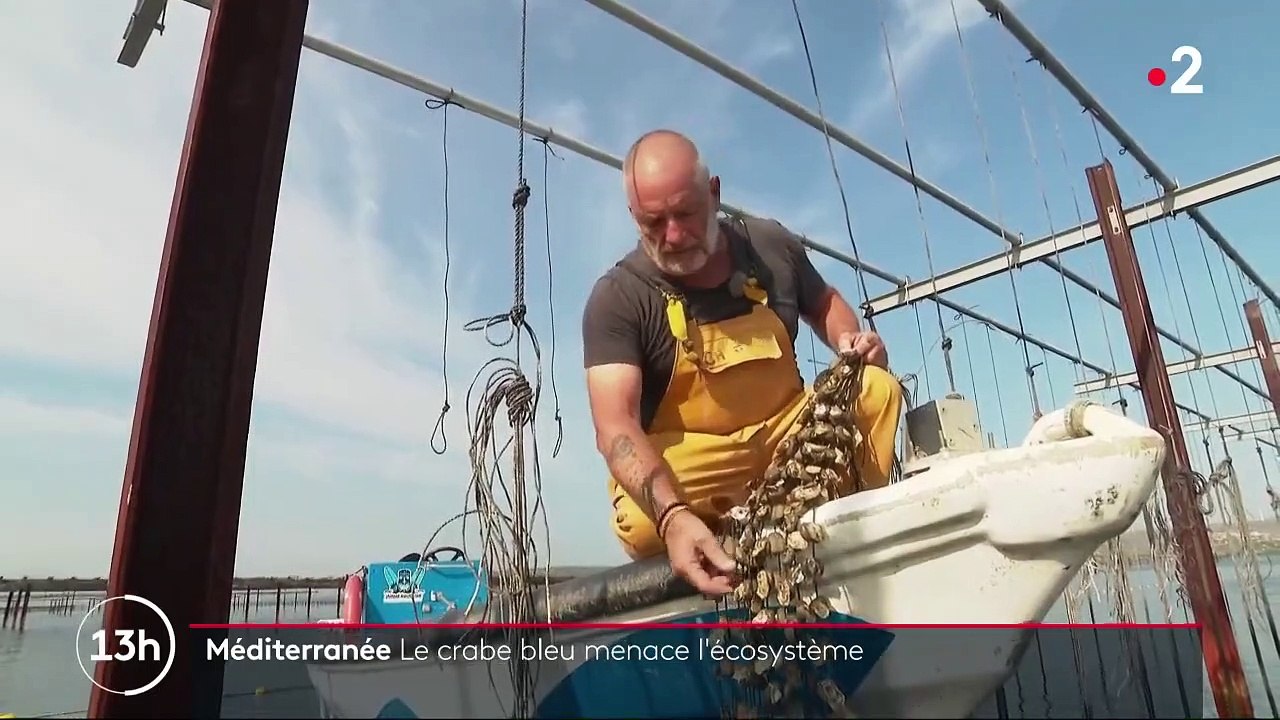 Méditerranée : le crabe bleu menace l'écosystème de notre littoral