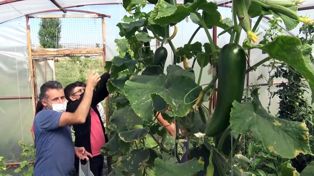 Karslı öğrenciler, okul bahçesindeki serada organik sebze ve meyve üretiyor