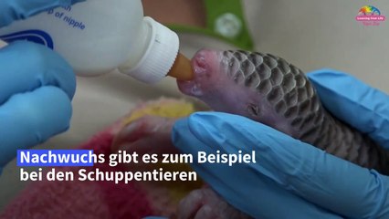 Baby-Boom im Zoo von Taipeh