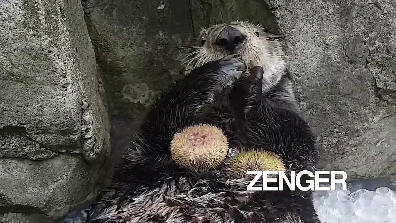Sea otter chews on urchins at Vancouver Aquarium