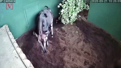 It's A Girl! Baby Okapi Born at London Zoo