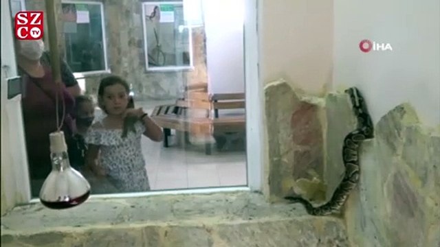 Senet mağdurlarını korkutmak için kullanılan kral piton hayvanat bahçesine konuldu