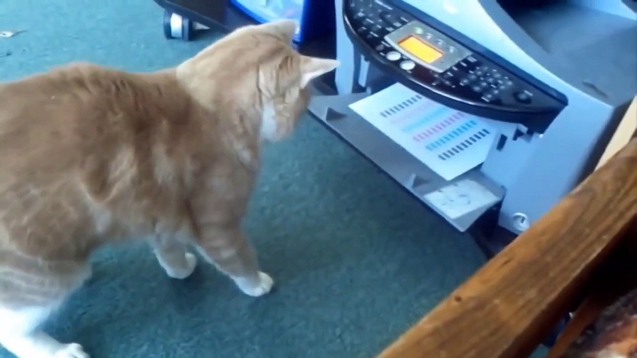 funny cat