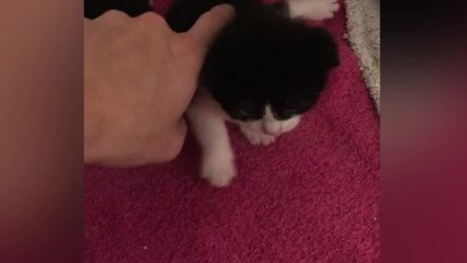 Gatito nacido con 'piernas de rana' aprendió a caminar