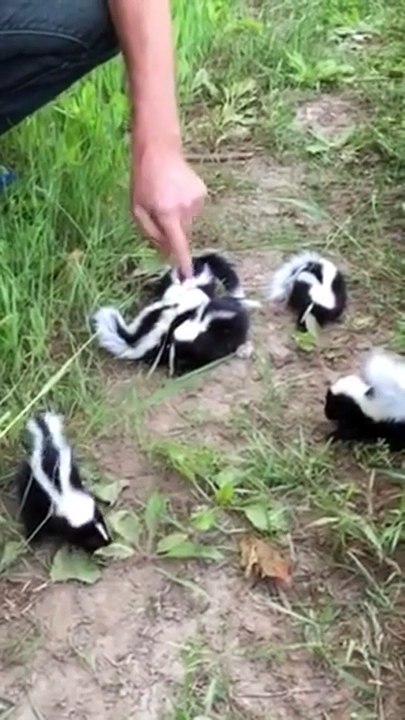 Found Six Shivering Skunk Babies