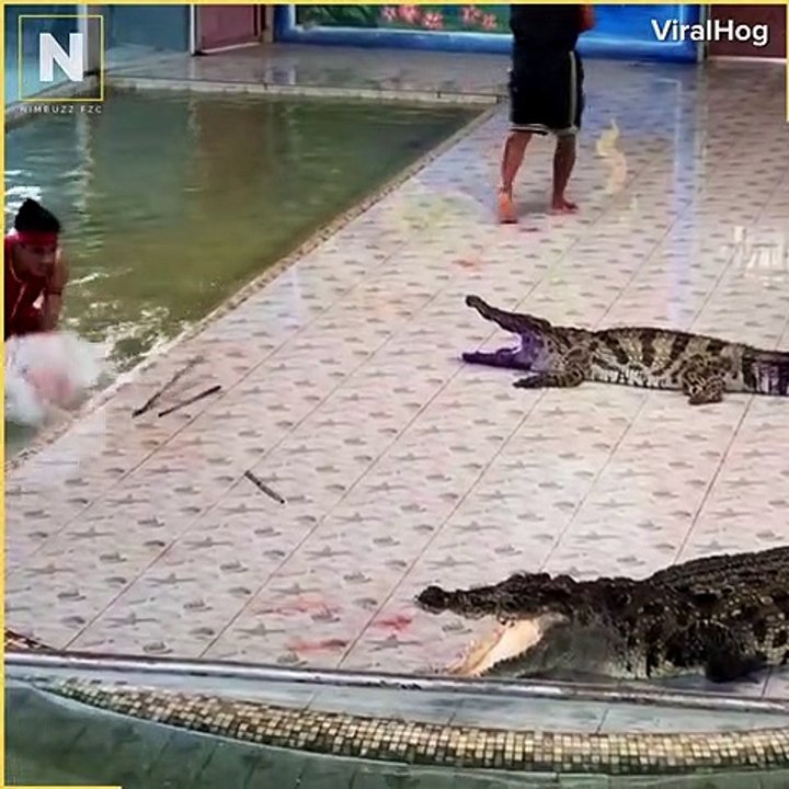 Crocodile vedio