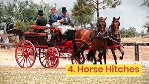 15 horse sports