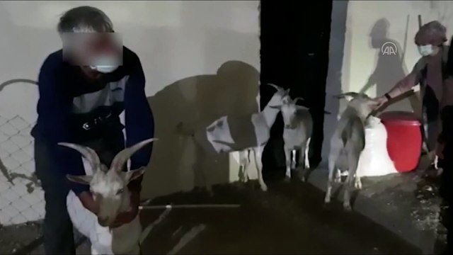 Başkentte küçükbaş hayvan hırsızlığına tutuklama