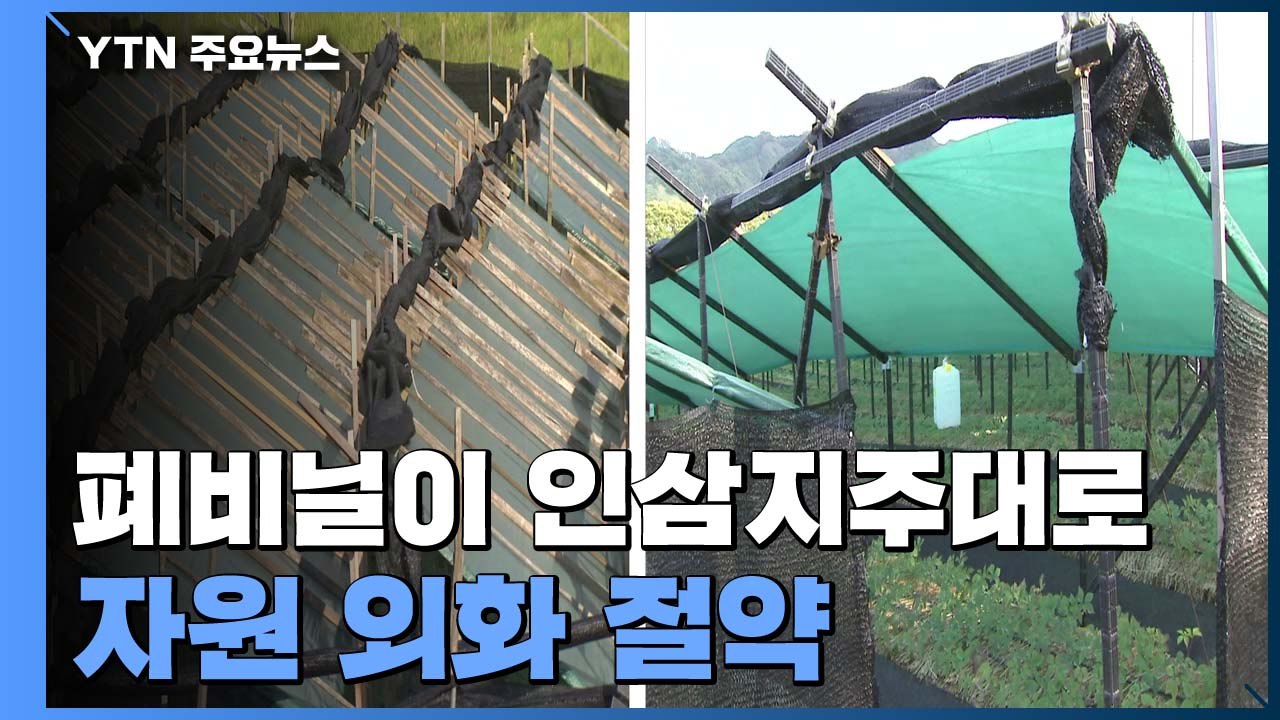 인삼지주대로 변신한 폐비닐...자원·외화 절약 / YTN