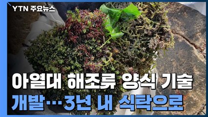 아열대 해조류 대량 양식 기술 개발...3년내 밥상 오른다 / YTN