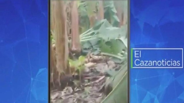 El Cazanoticias: Un fuerte vendaval destruyó varias siembras de plátano en Urabá, Antioquia