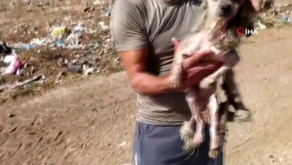 Çöplükte bulunan köpek, hayat mücadelesi veriyor