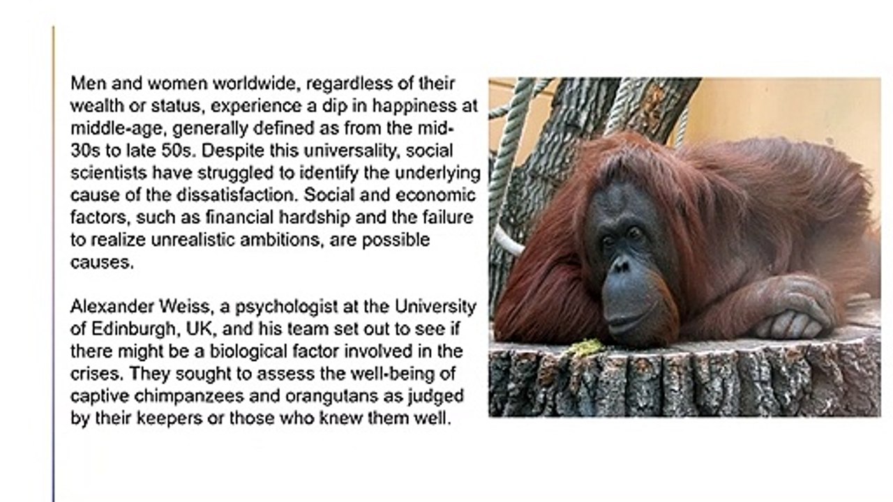 An aging ape experiences a midlife crisis just like humans.