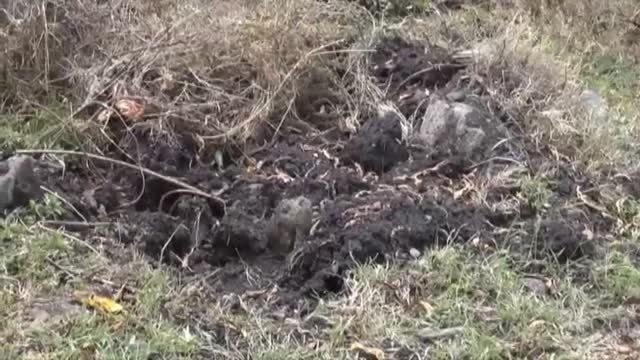 Halladas ocho fosas con restos de unas cien personas en Irapuato (México)