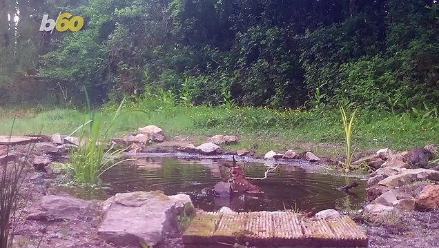 Hidden Camera Captures This Cute Owl Taking a Dip in Backyard Pond