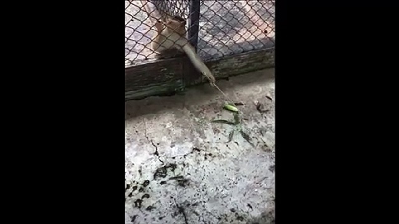 Ce singe est vraiment très intelligent