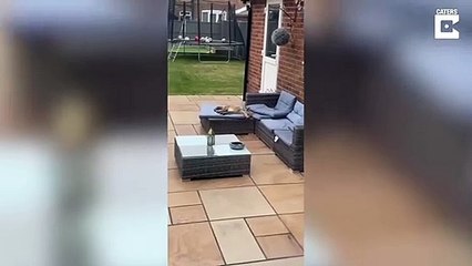 Il trouve un renard endormi sur le canapé du jardin