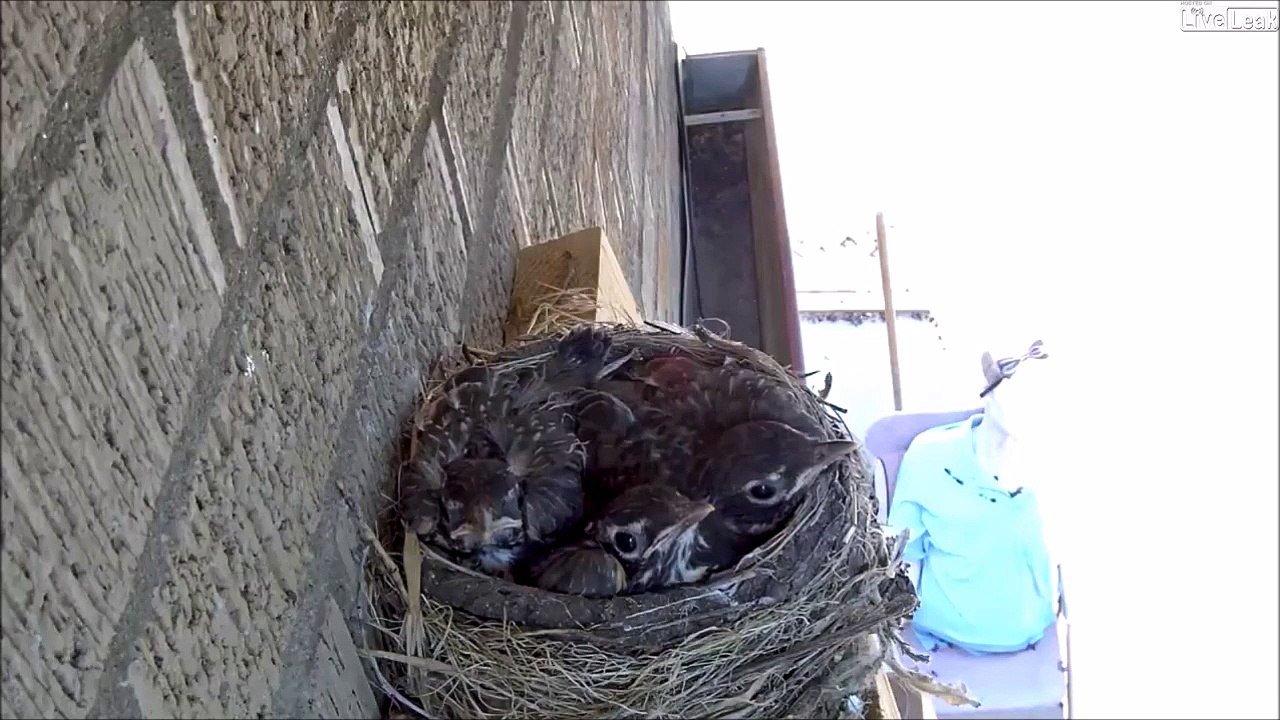 "maman, maman..." Non désolé je ne suis pas ta mère!!!
