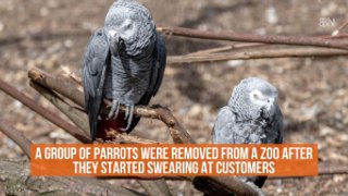 Parrots Swear Like Sailors