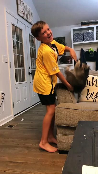 Playful Raccoon Leaps from Couch to Kid