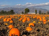 PUMPKIN PATCH! Where you can pick your own produce in Arizona - ABC15 Digital