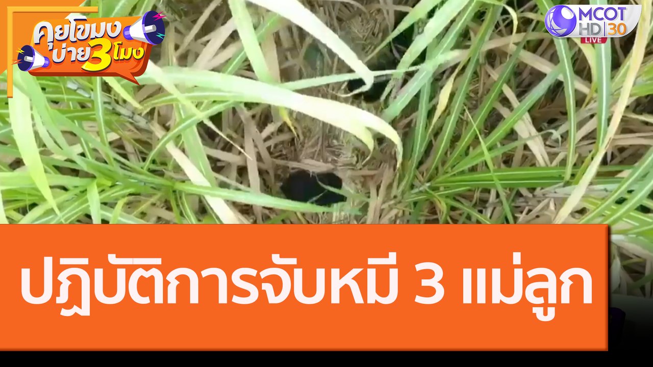 ปฏิบัติการจับหมี 3 แม่ลูก [30 ก.ย.63] คุยโขมงบ่...