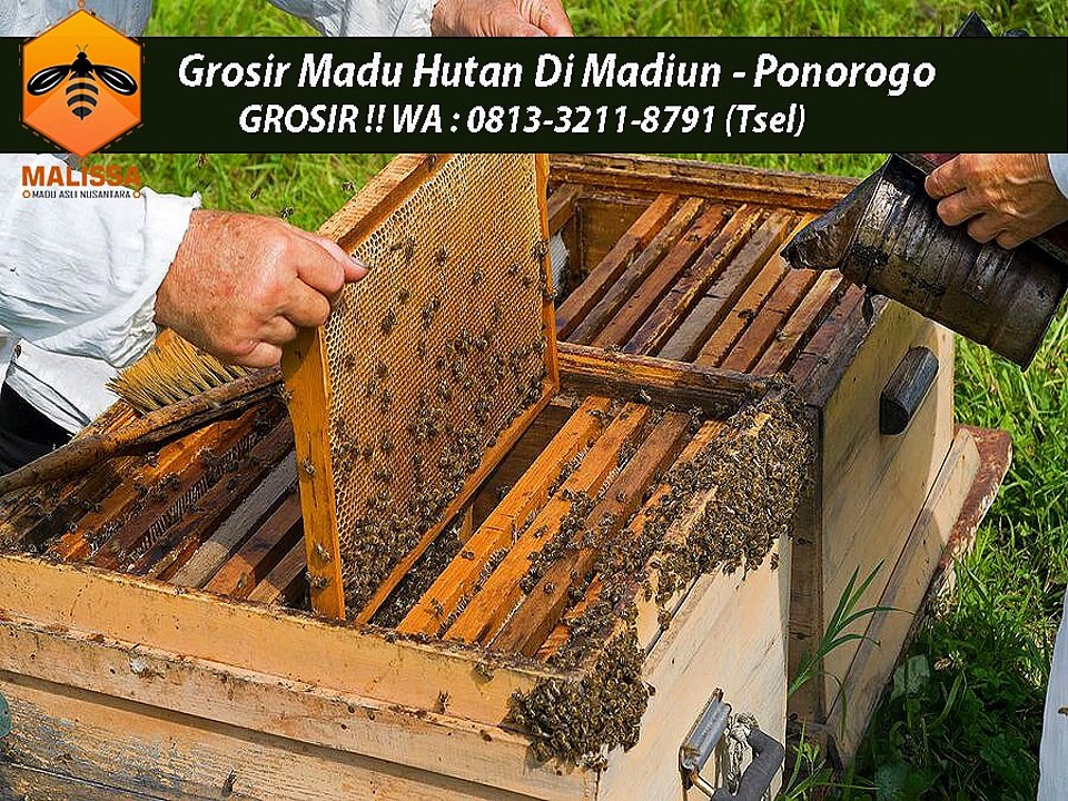 GROSIR !! WA : 0813-3211-8791 (Tsel)	Pusat Madu Sarang Asli Di Madiun Ponorogo By MALISSA,