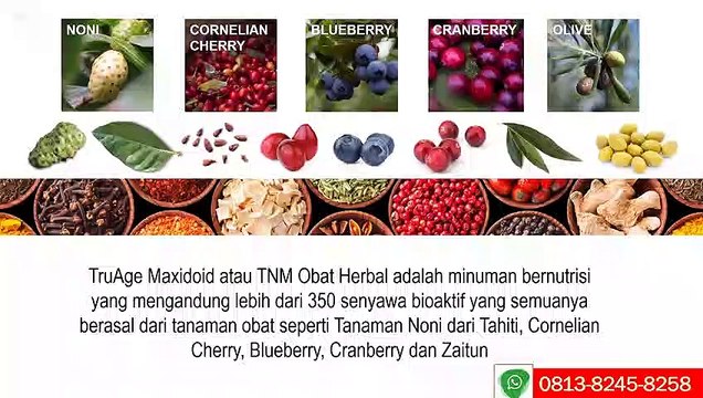 TNM Obat Alzheimer WA 0819 1000 3012 (XL), TNM Obat Herbal