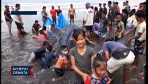 Hiu Paus Tutul Terdampar Di Pantai Pekutatan