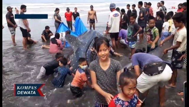 Hiu Paus Tutul Terdampar Di Pantai Pekutatan