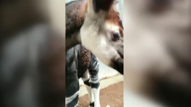 Nace un okapi en el zoo de Londres
