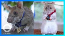 Magawa, tikus pelacak ranjau penerima medali emas PSDA - TomoNews