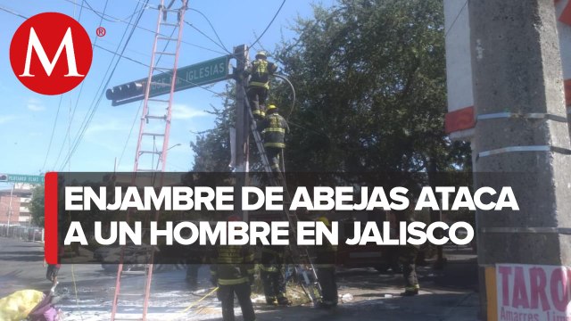 Hombre recibió al menos 500 piquetes tras ataque de abejas en Guadalajara