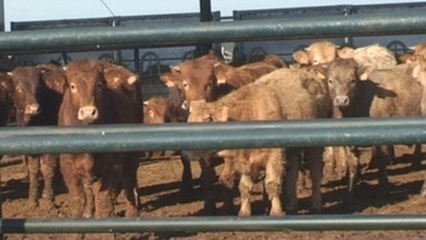 El sector cárnico mira al futuro con un decálogo de compromisos