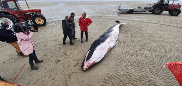 Un rorqual de 8 mètres de long retrouvé sur une plage de la baie de Somme