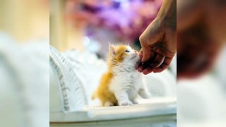 Happy Cats - These Kittens Will Completely Melt Your Heart - Compilation (1)